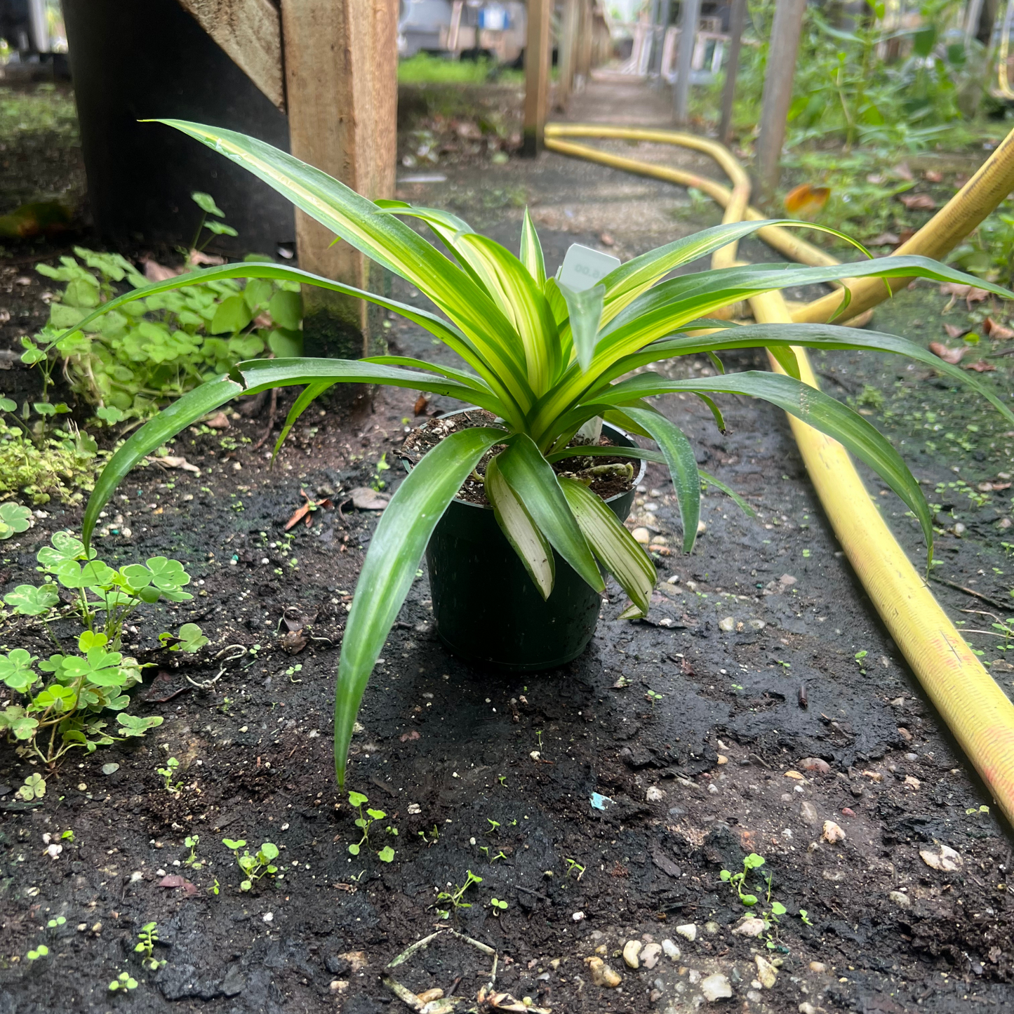 Hawaiian Spider Plant