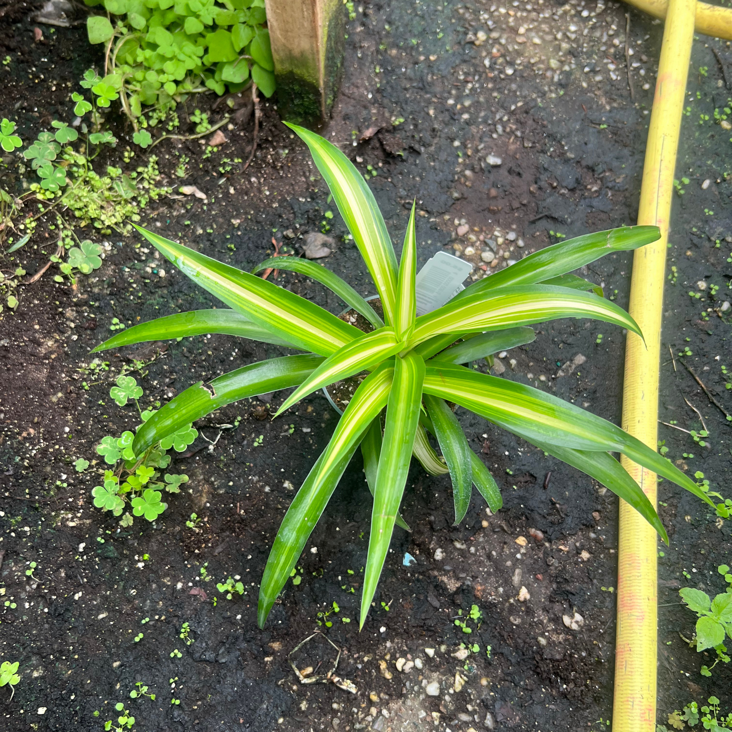Hawaiian Spider Plant
