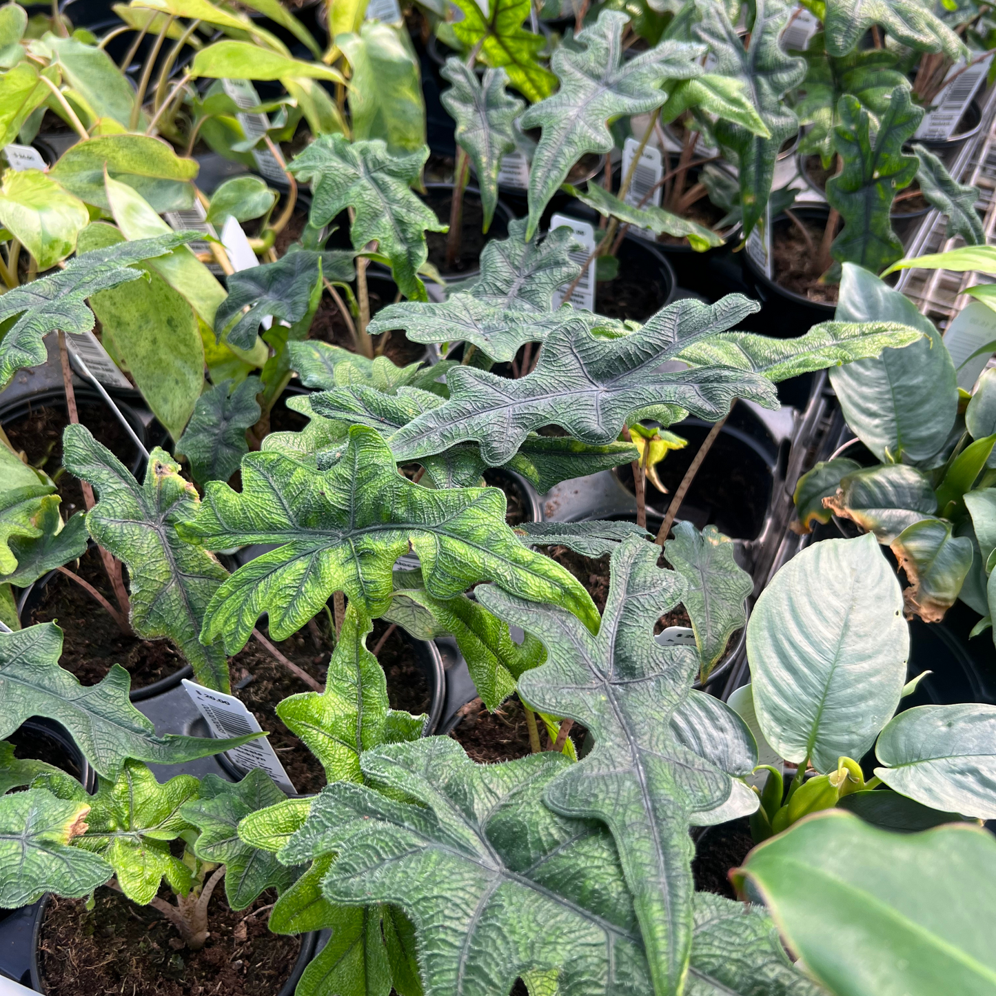 Alocasia Jacklyn