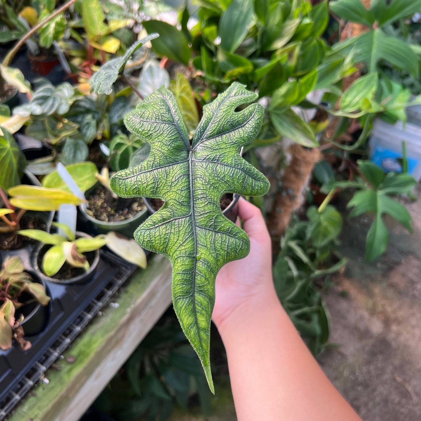 Alocasia Jacklyn