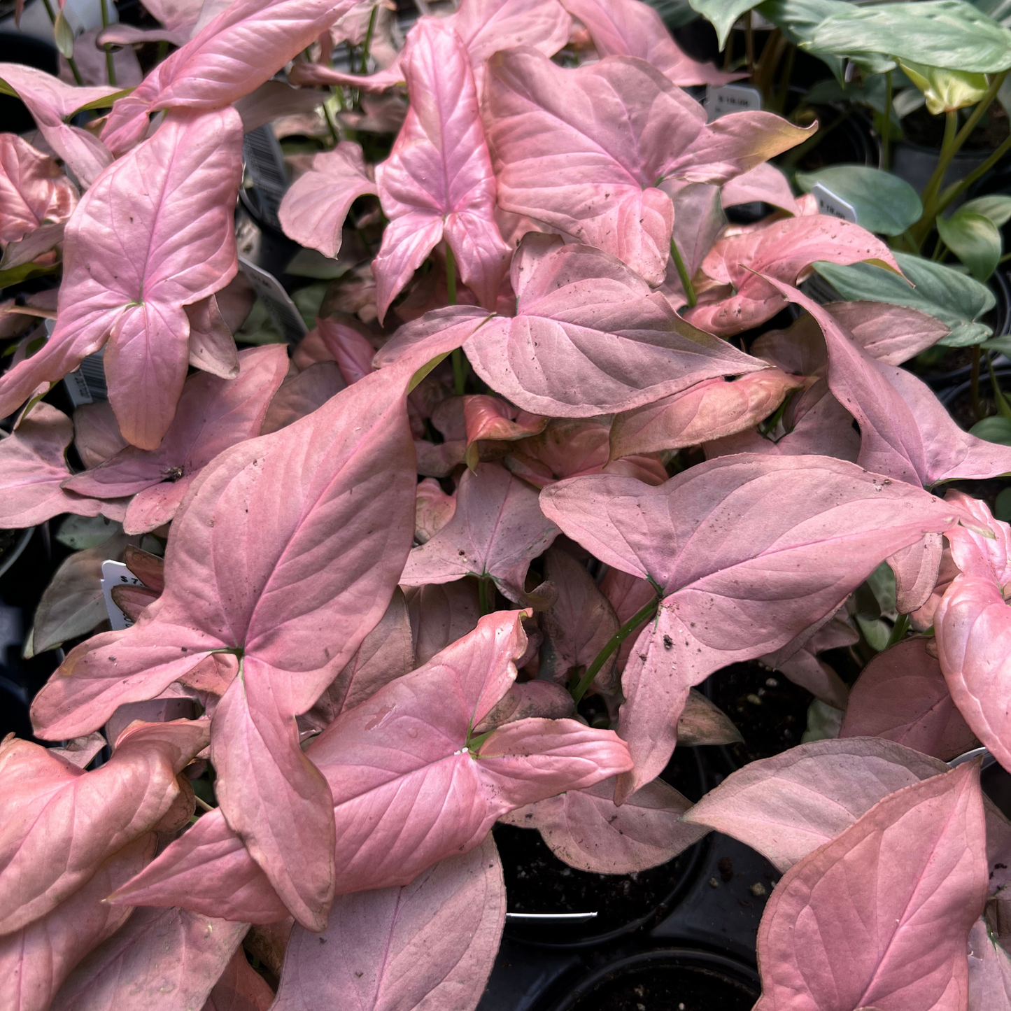 Syngonium Mickey