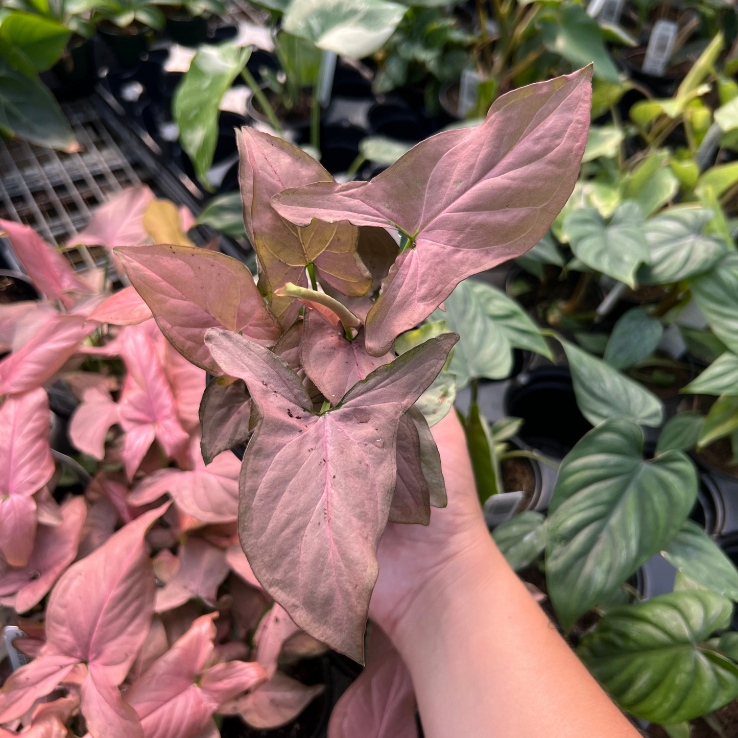 Syngonium Mickey