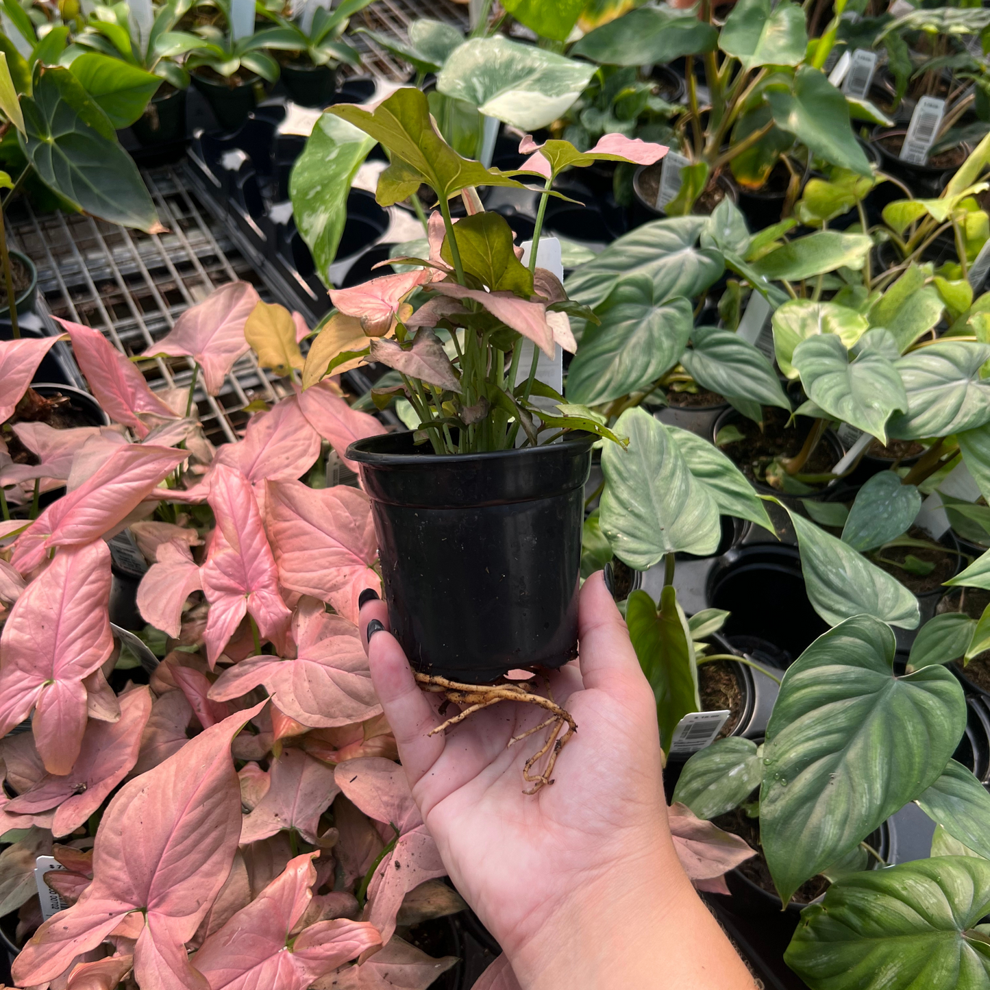 Syngonium Mickey