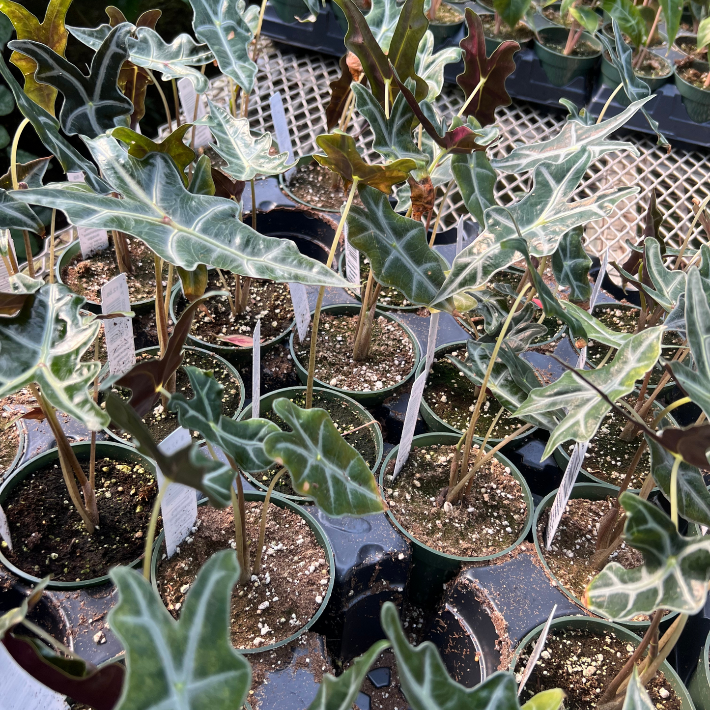 Alocasia Sanderiana Nobilis