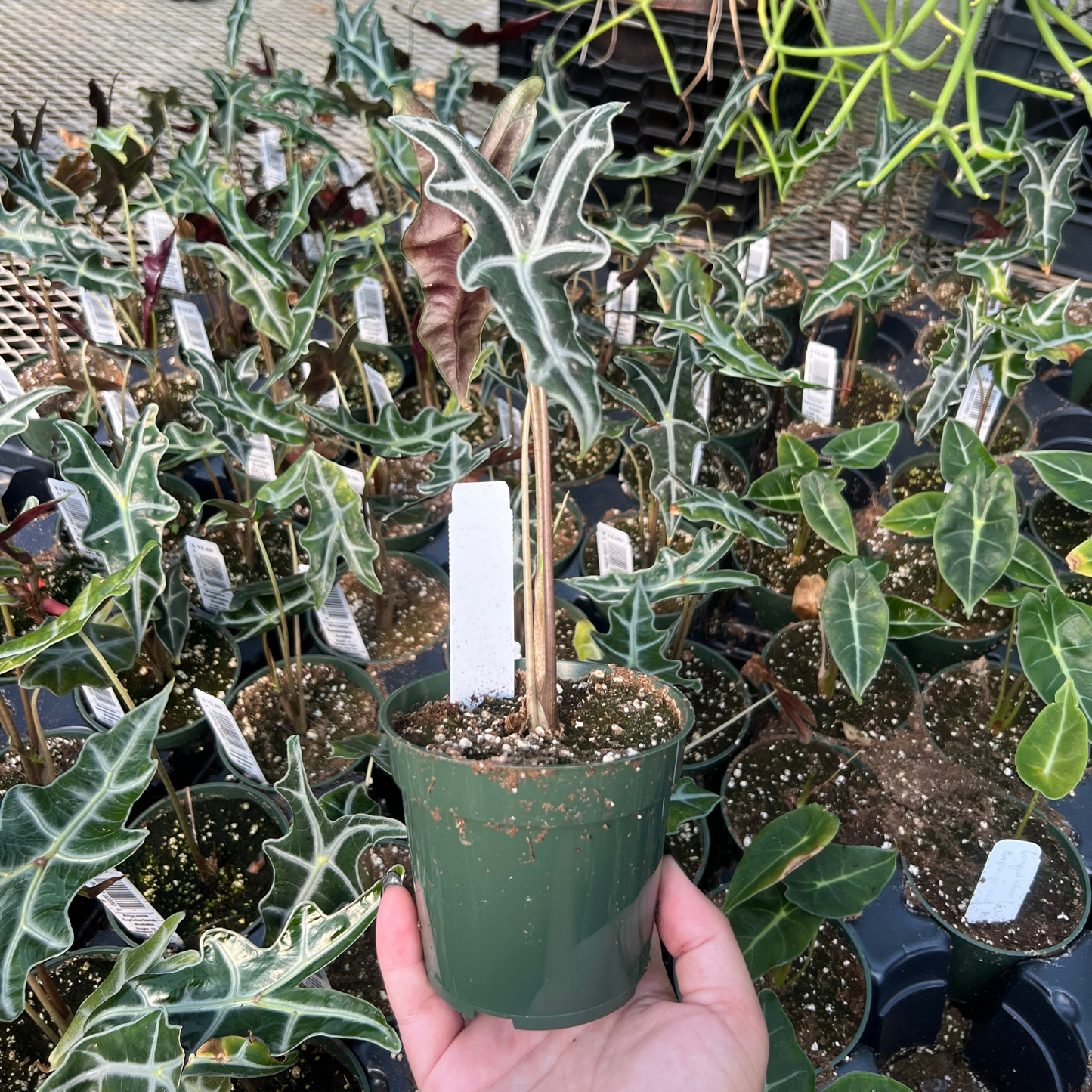 Alocasia Sanderiana Nobilis
