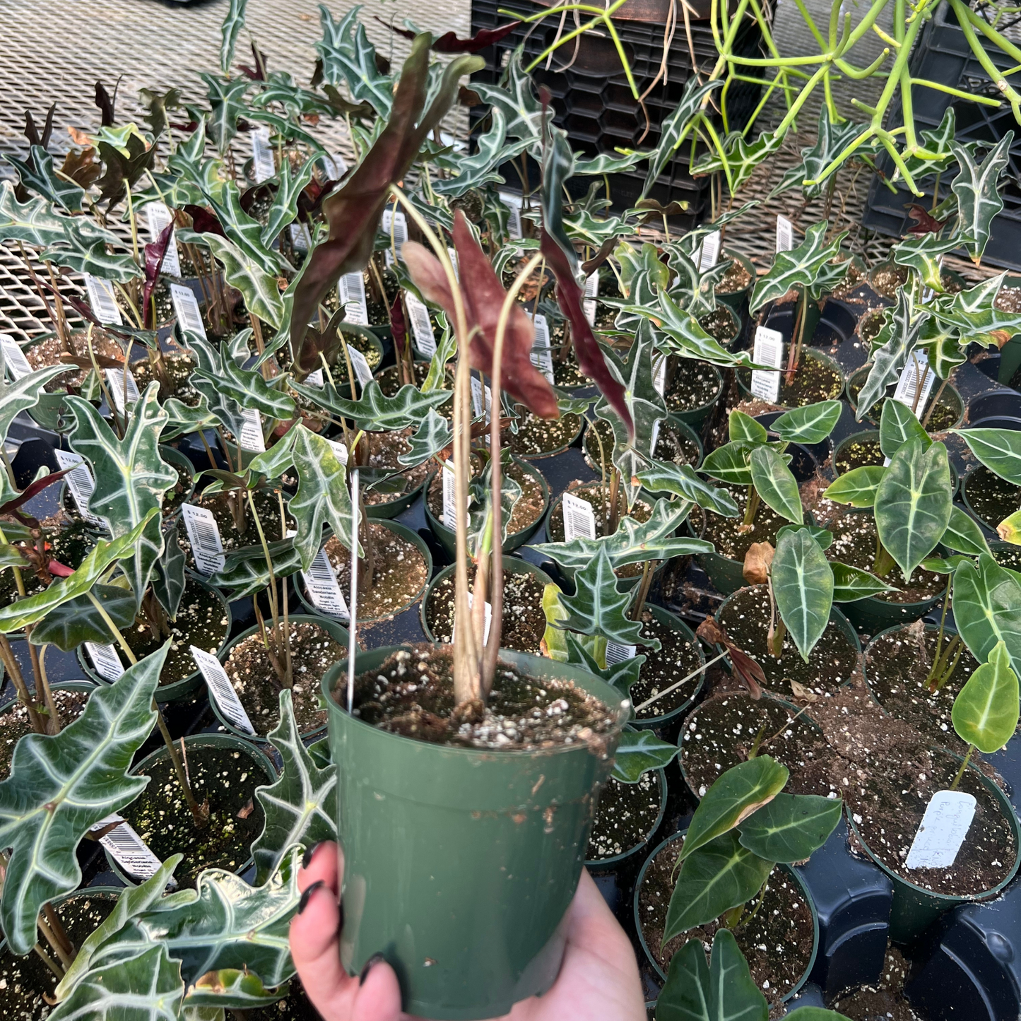 Alocasia Sanderiana Nobilis