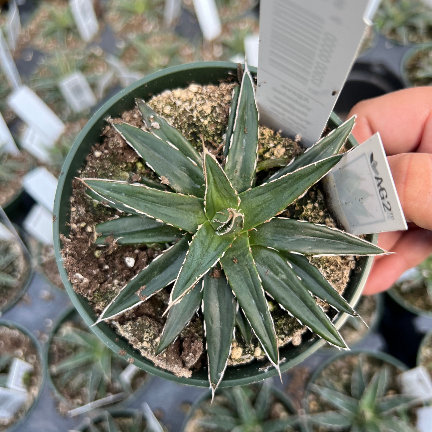Agave Victoriae Reginae 'Porcupine'