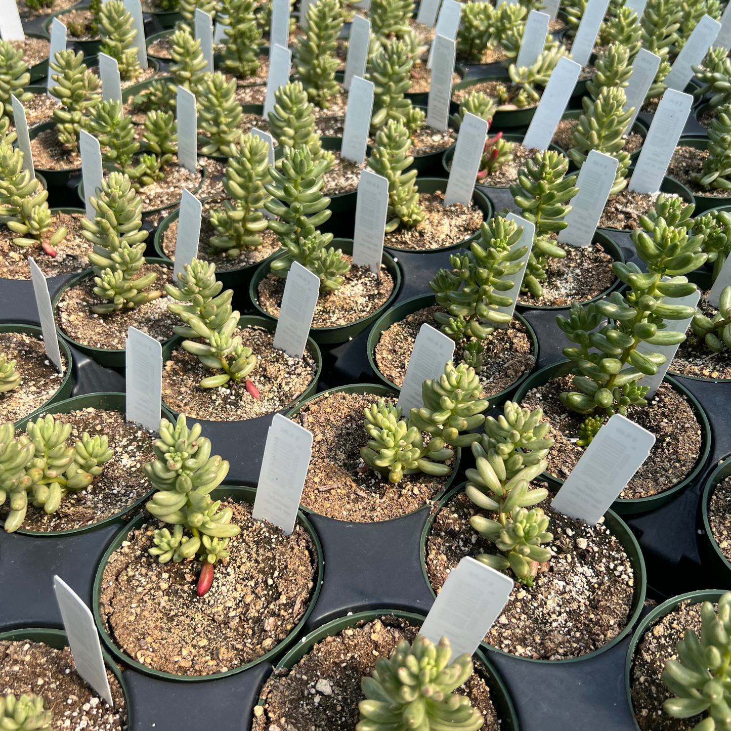 Sedum Rubrotinctum Pink