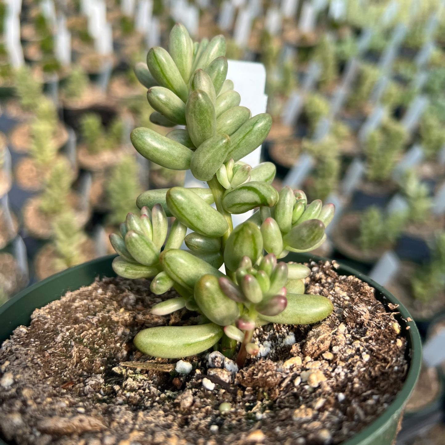 Sedum Rubrotinctum Pink