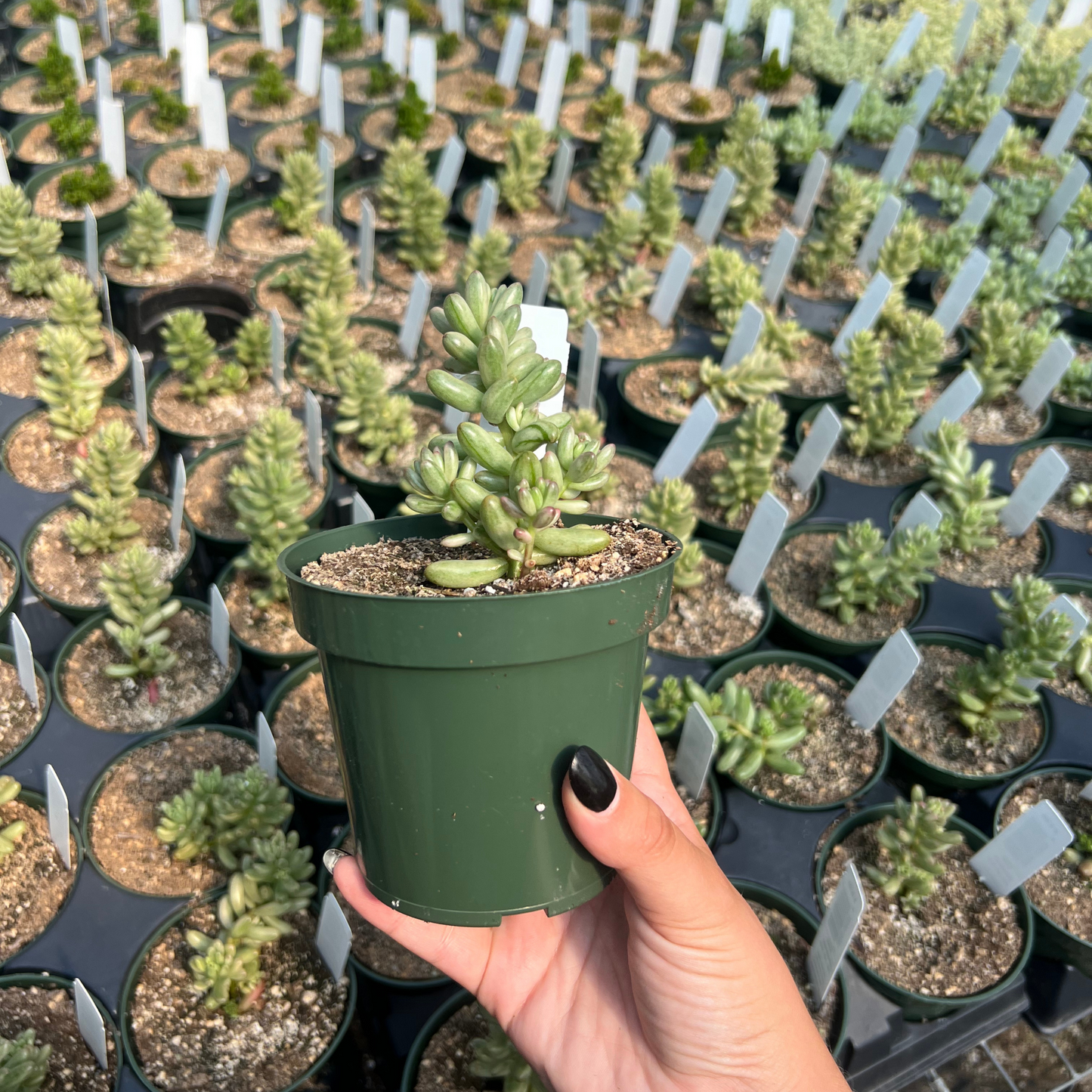 Sedum Rubrotinctum Pink