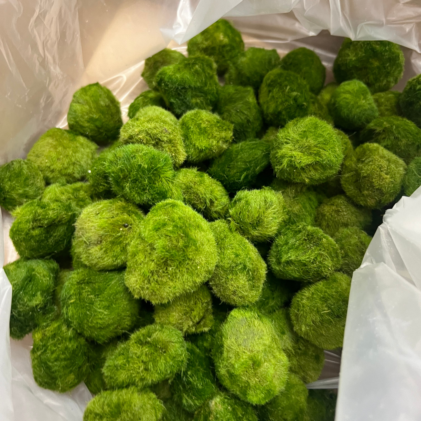 Marimo Moss Balls