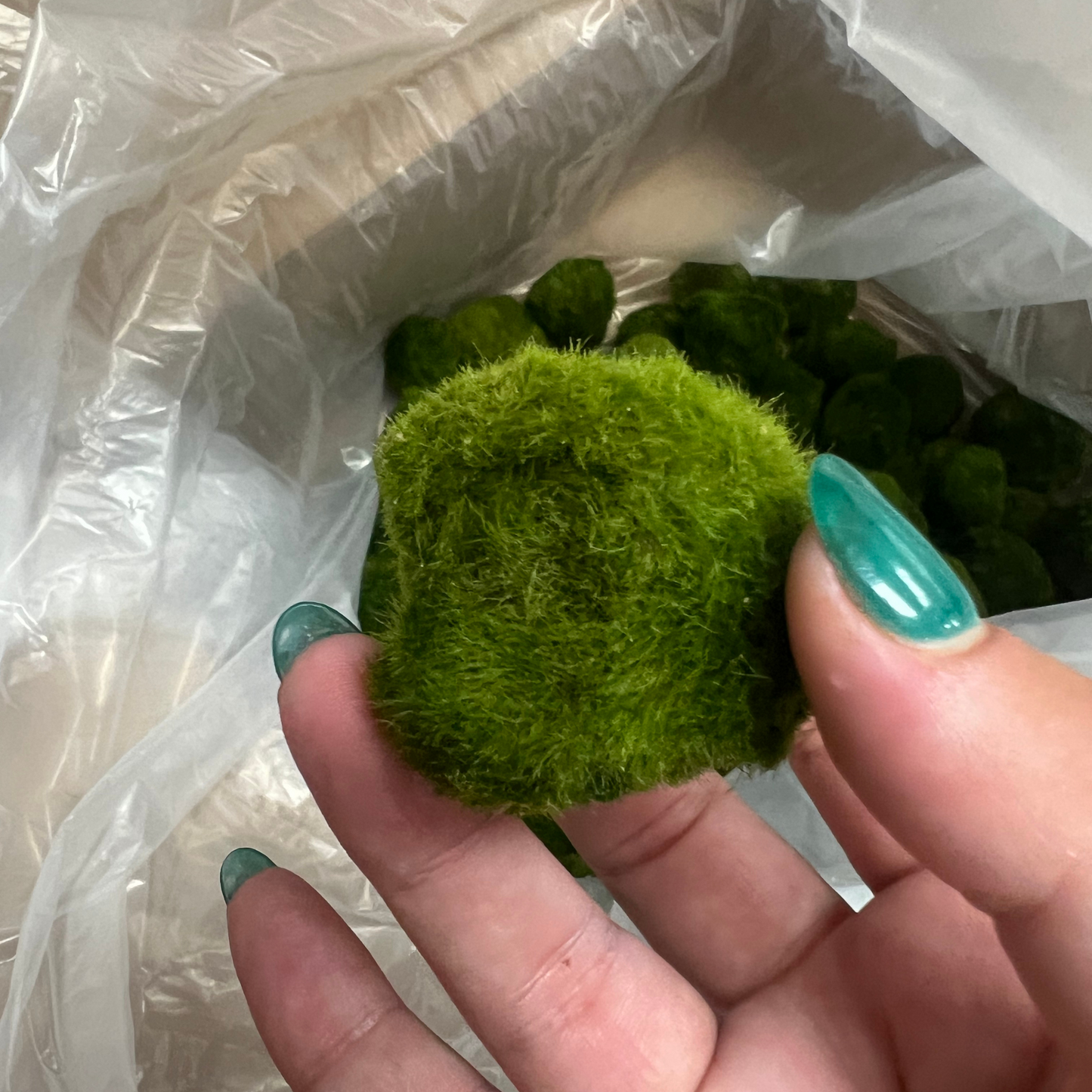 Marimo Moss Balls