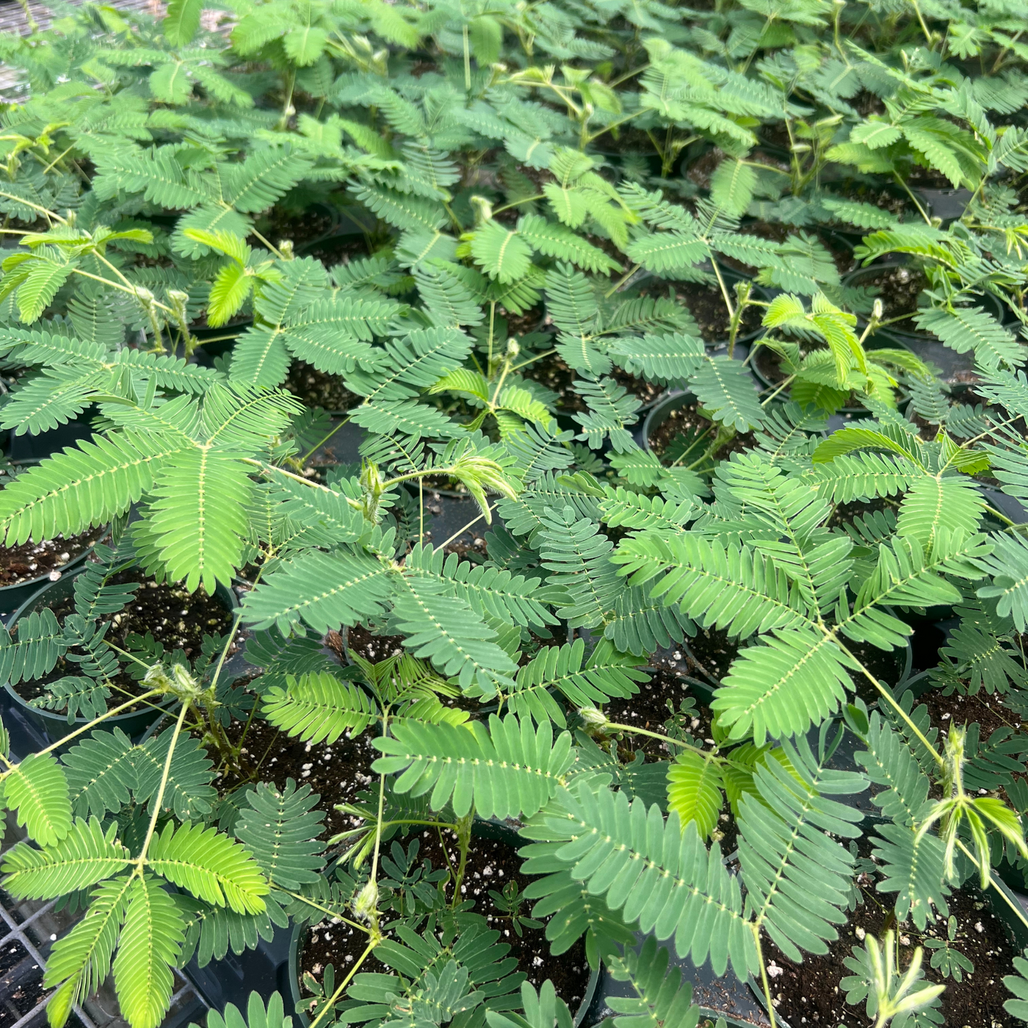Sensitive Plant