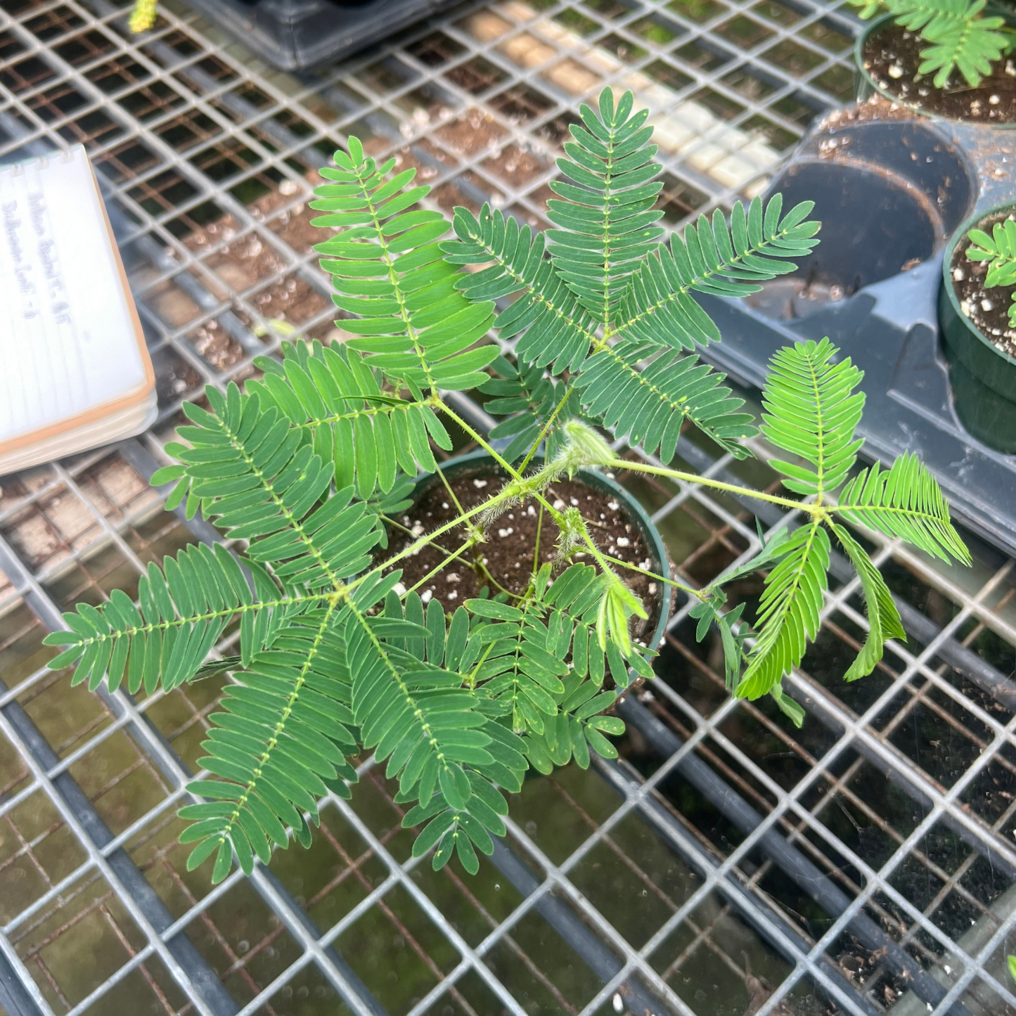 Sensitive Plant