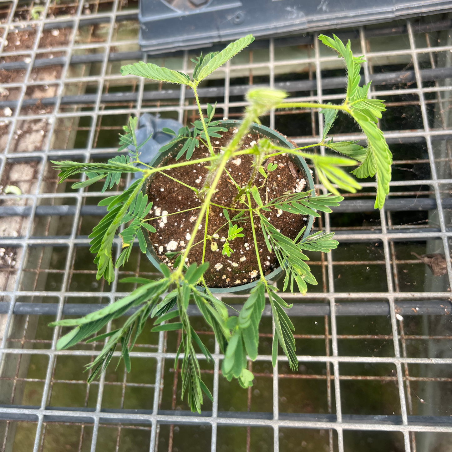 Sensitive Plant