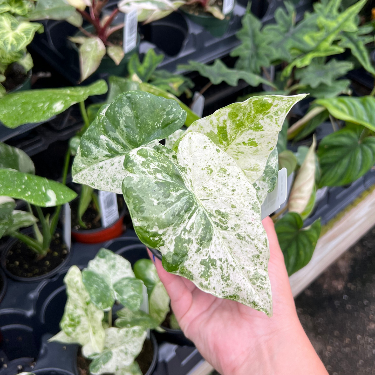 Alocasia Macrorrhiza Camouflage Variegated