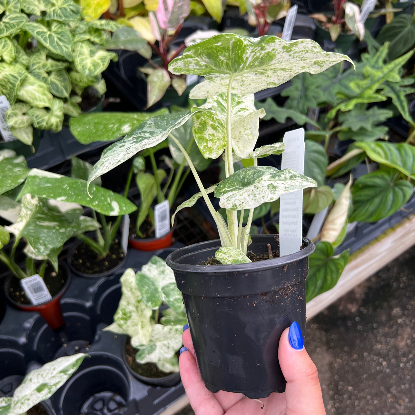 Alocasia Macrorrhiza Camouflage Variegated