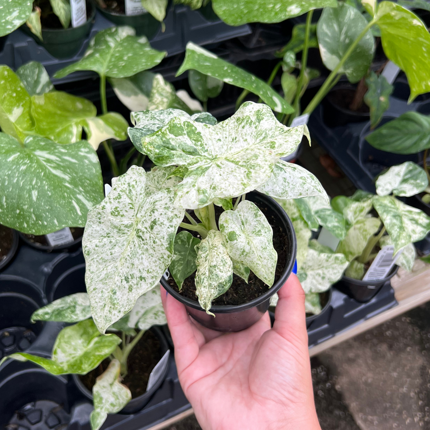 Alocasia Macrorrhiza Camouflage Variegated