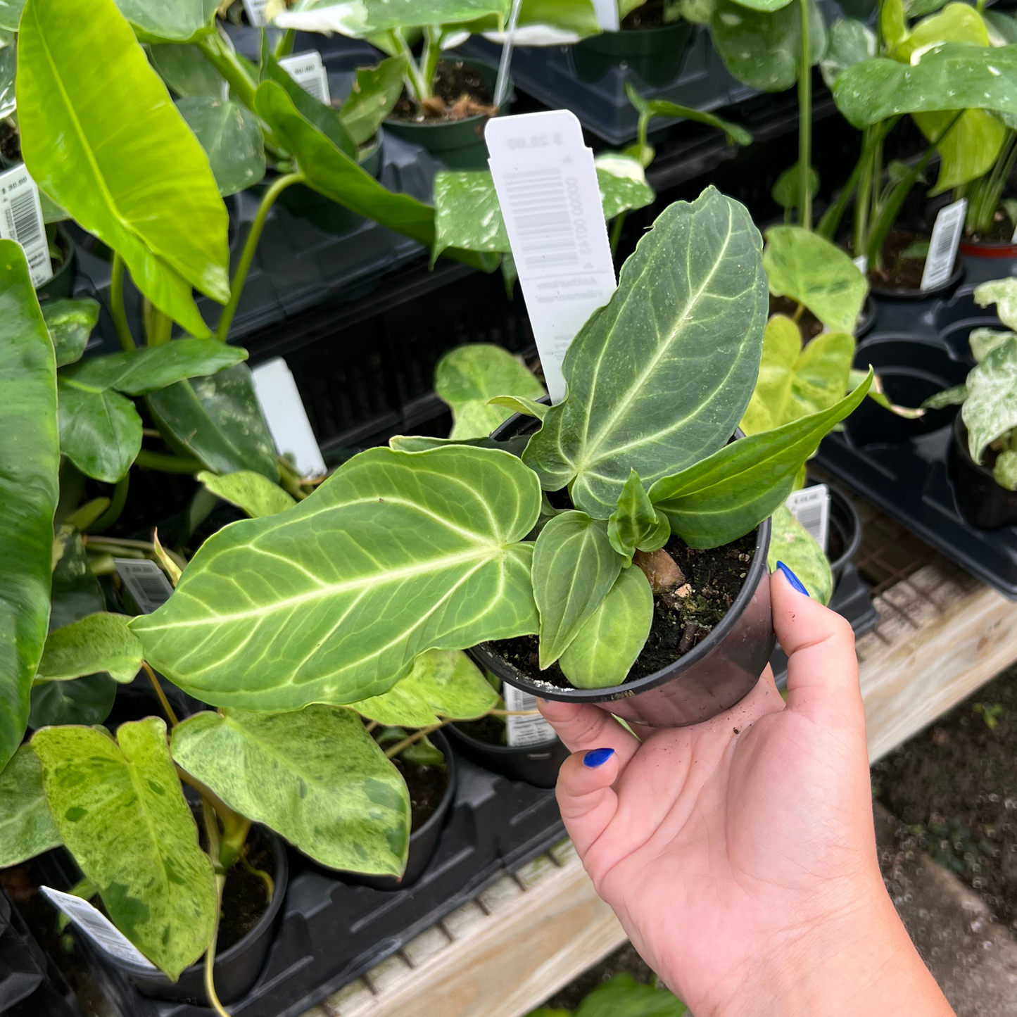 Anthurium Villenaorum