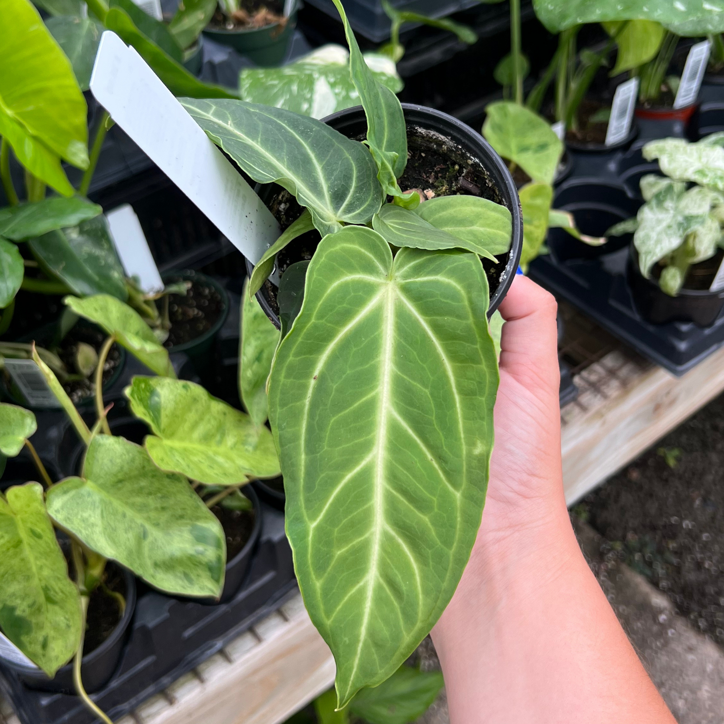 Anthurium Villenaorum