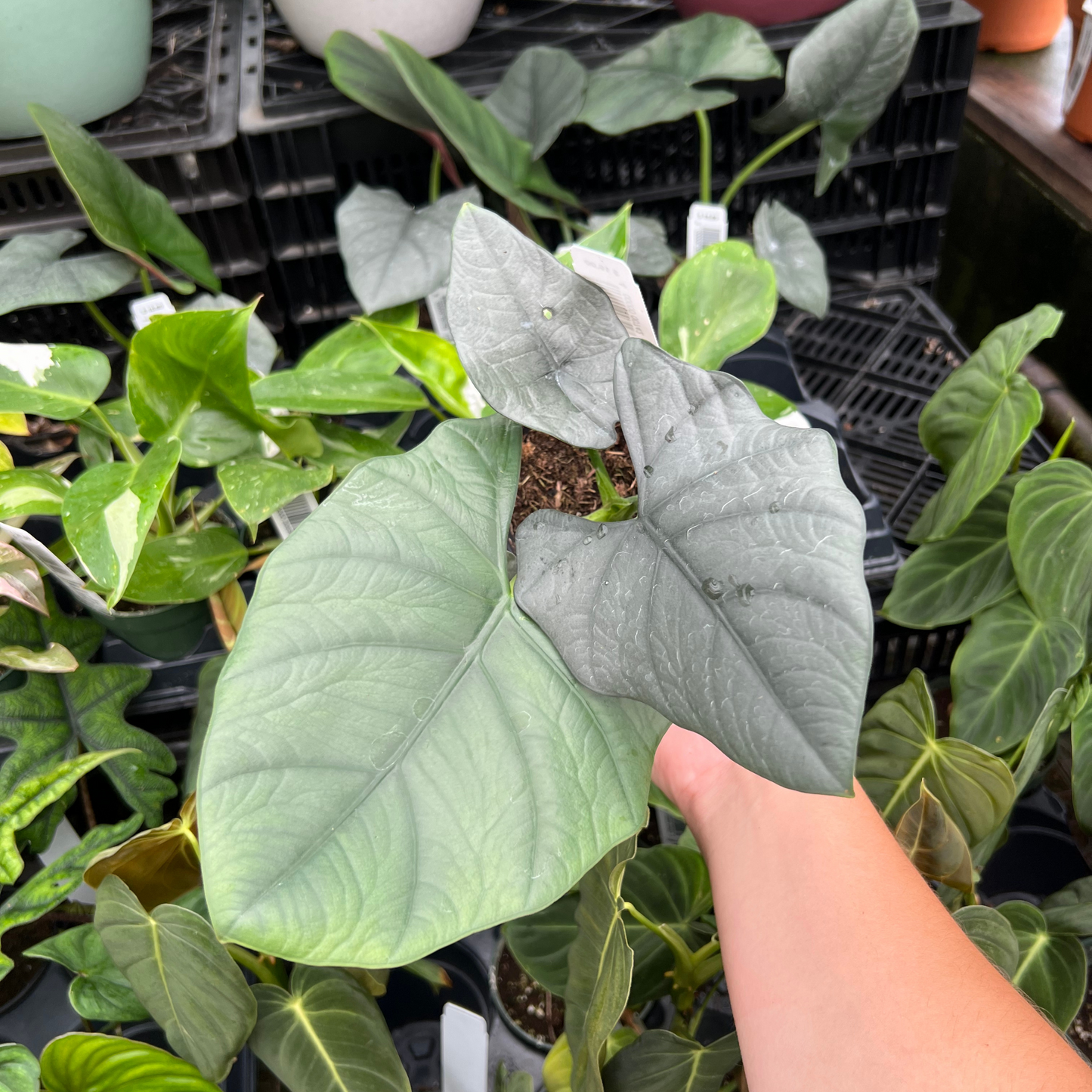 Alocasia Reginae Dark Miri