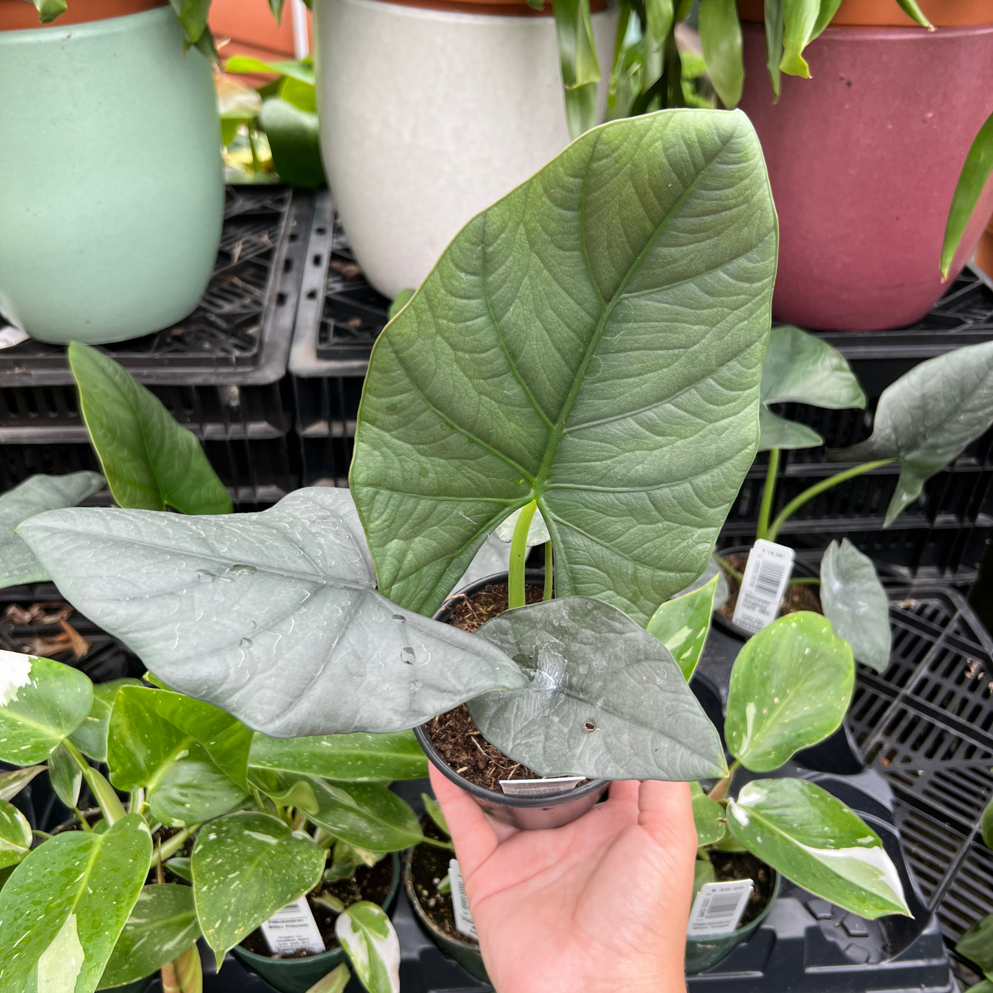 Alocasia Reginae Dark Miri