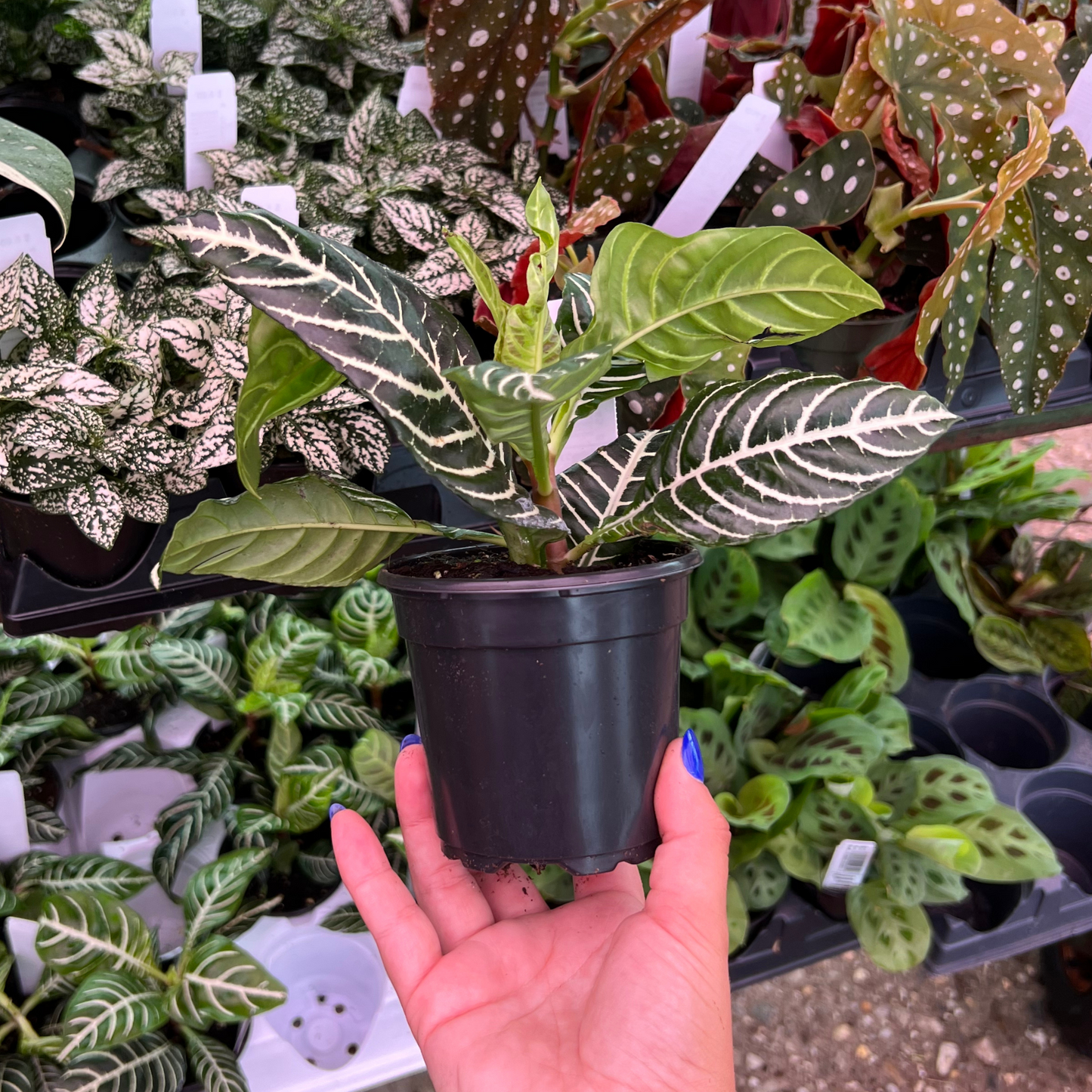 Aphelandra Squarrosa- Zebra Plant