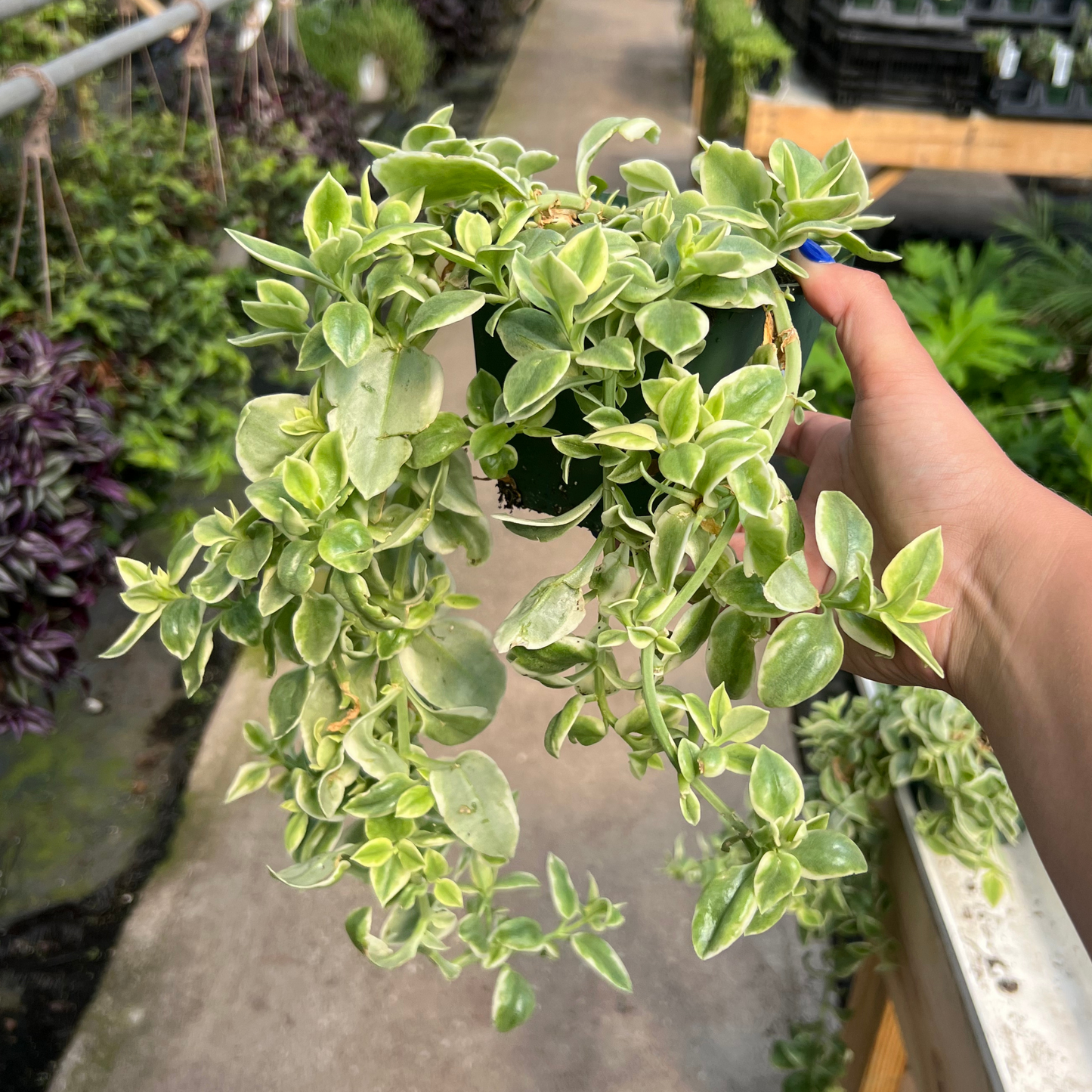 Dorotheanthus Mezoo- Baby Sun Rose Variegated