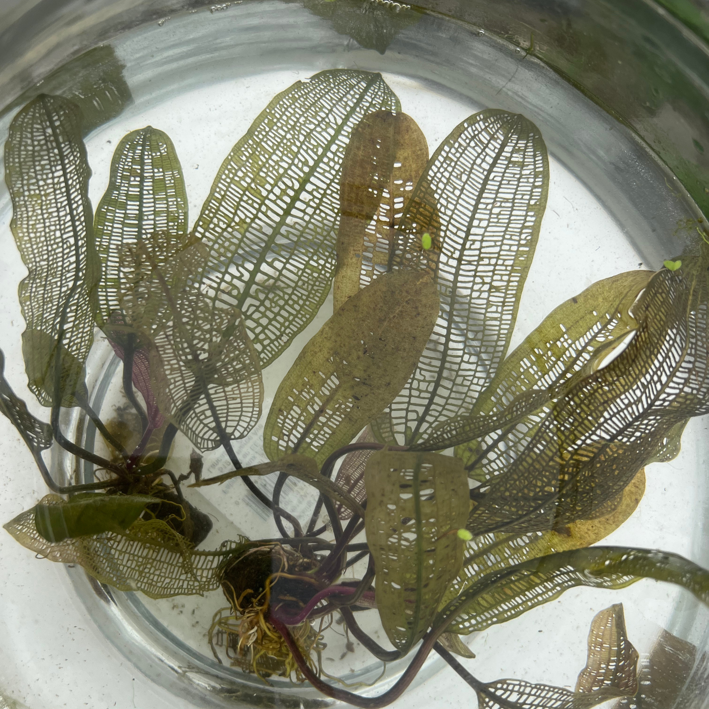 Madagascar Lace Plant