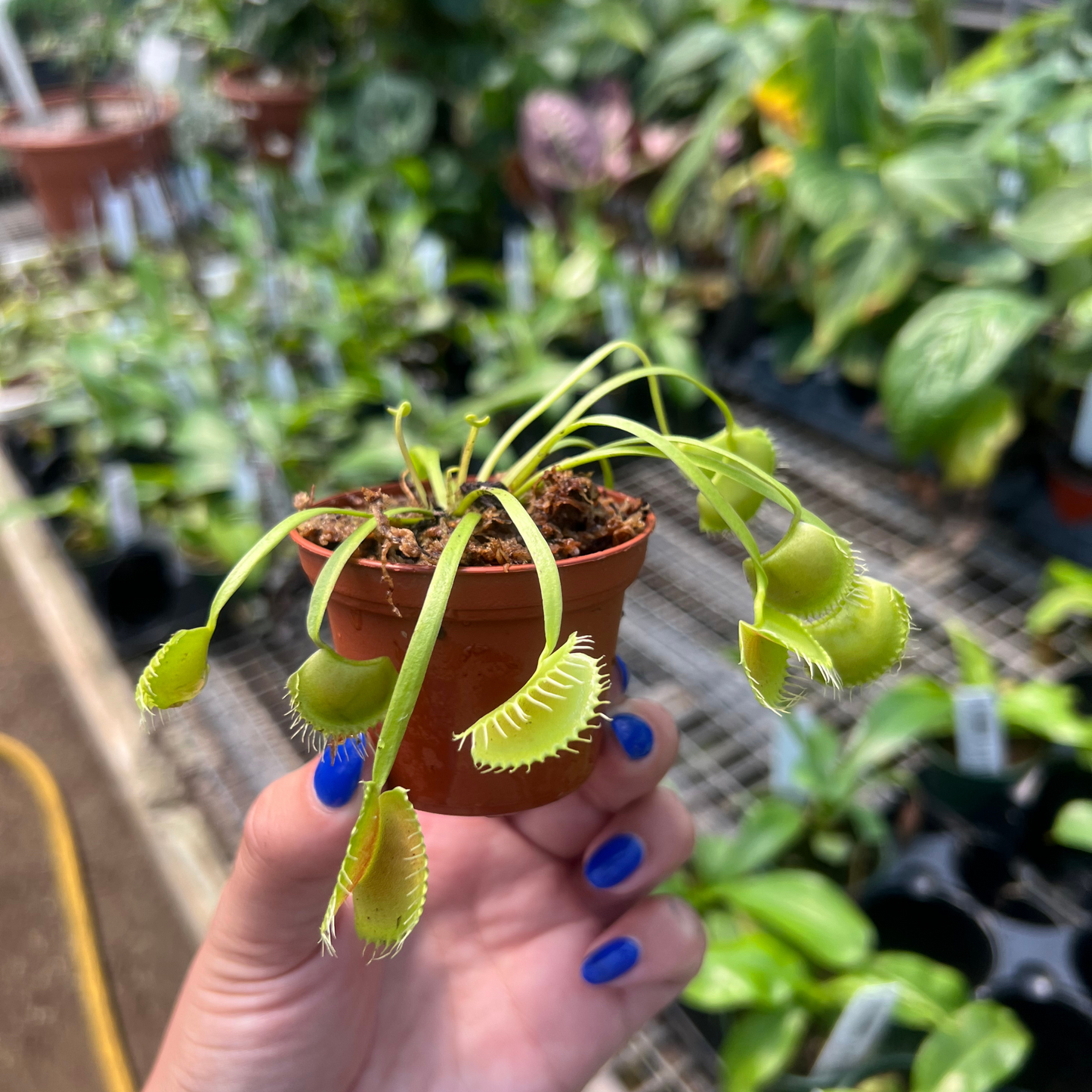 Venus Flytrap 'King Henry'