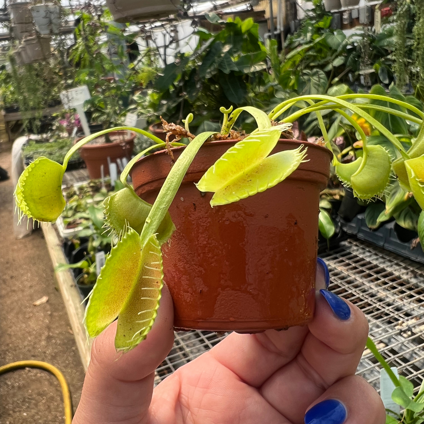 Venus Flytrap 'King Henry'