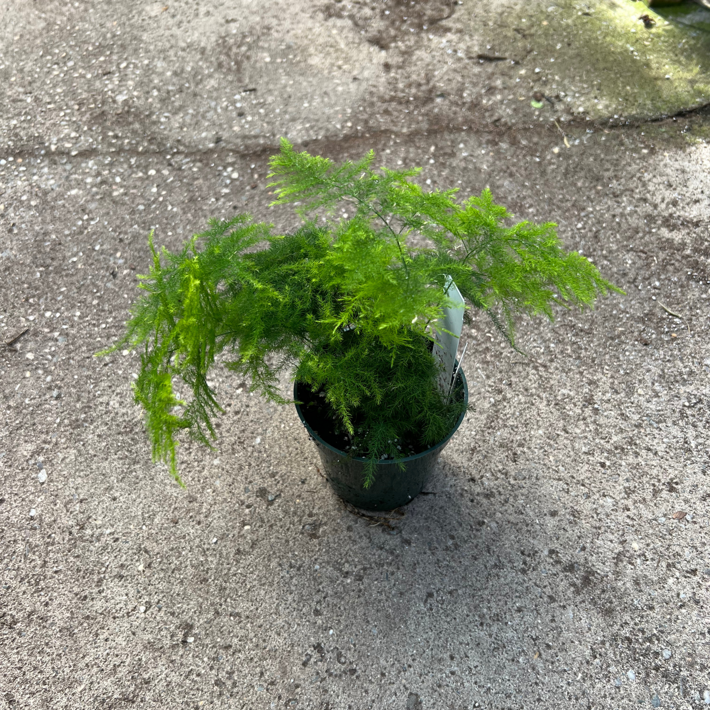 Asparagus Plumosa Fern