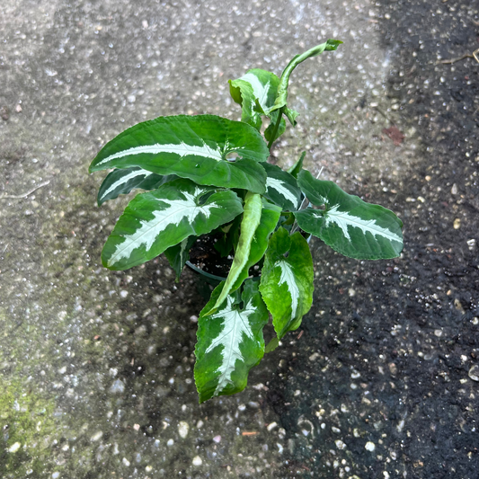 Syngonium Wendlandii