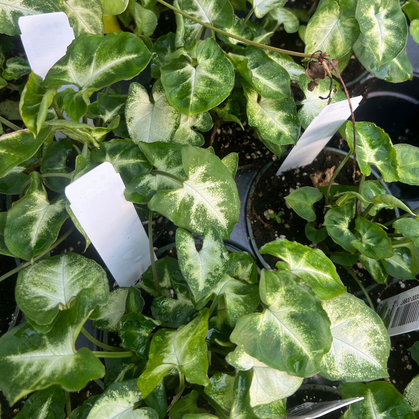 Syngonium Pixie