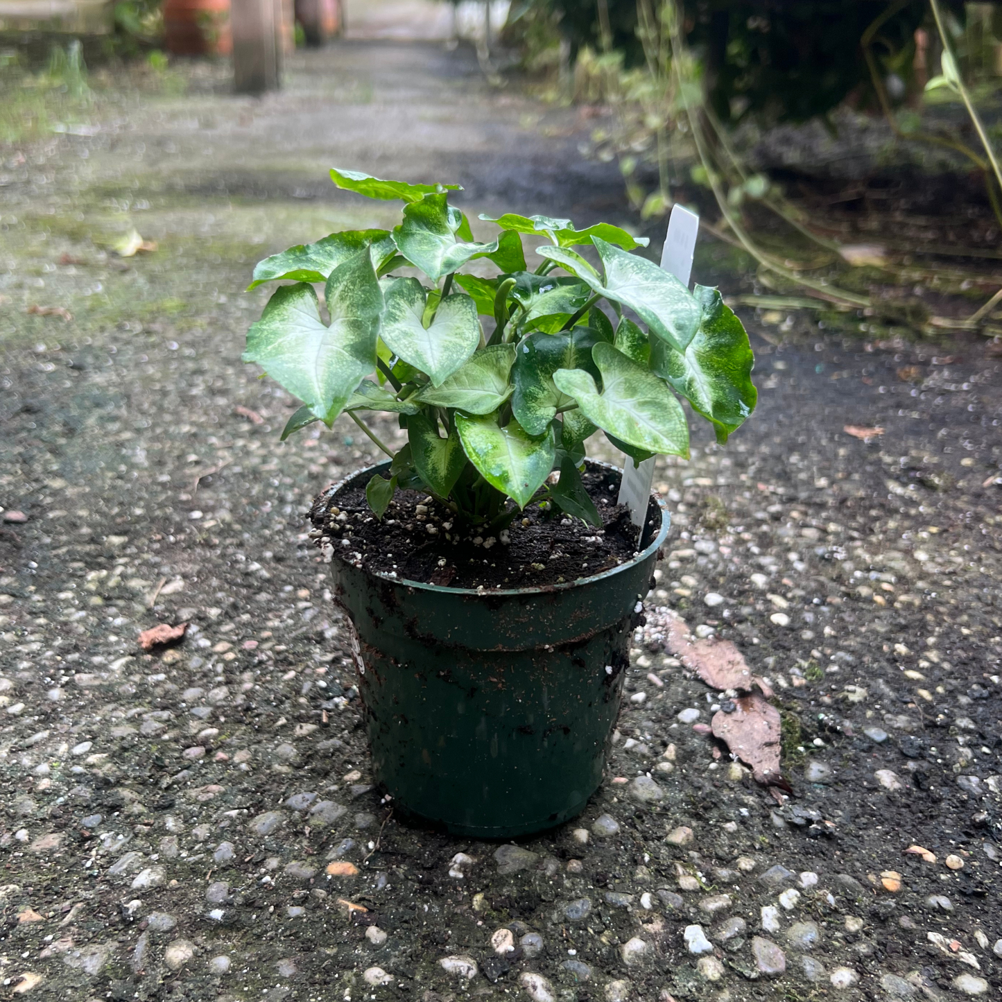 Syngonium Pixie