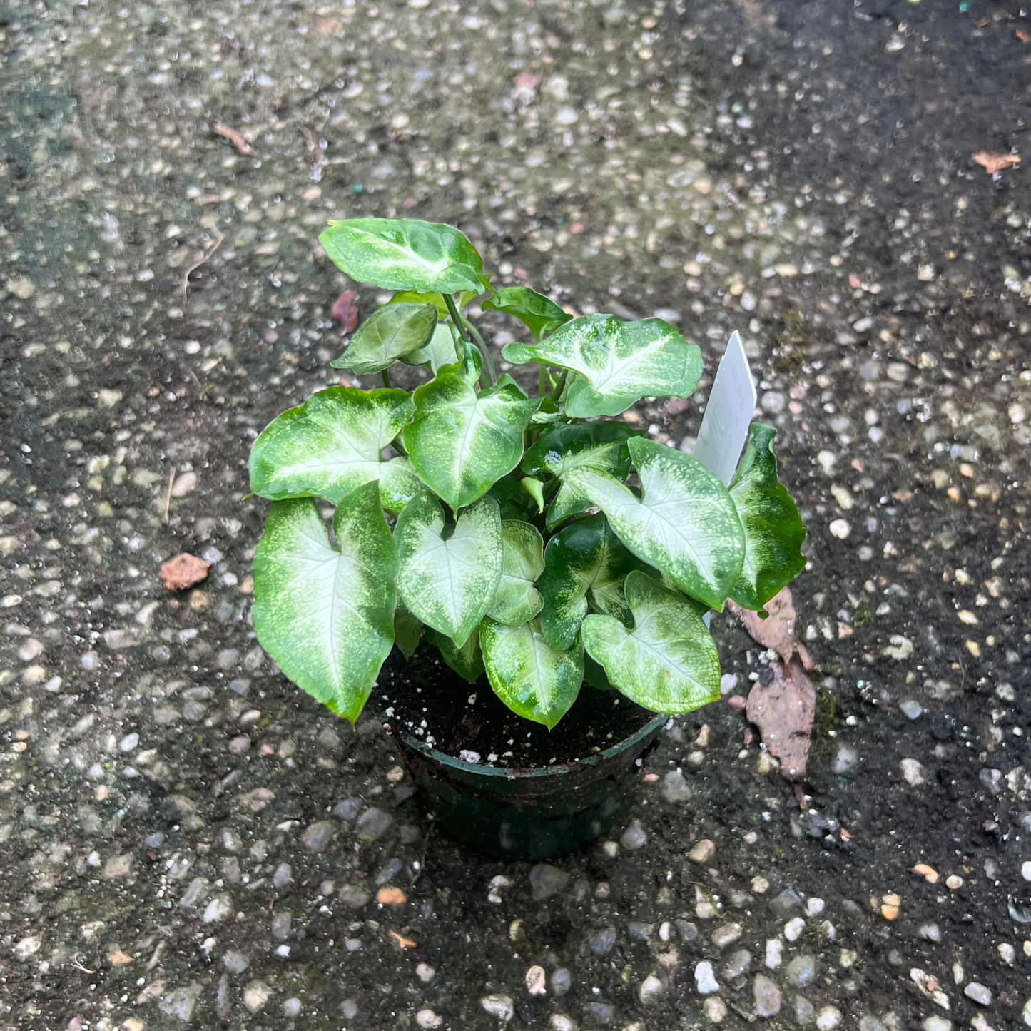 Syngonium Pixie