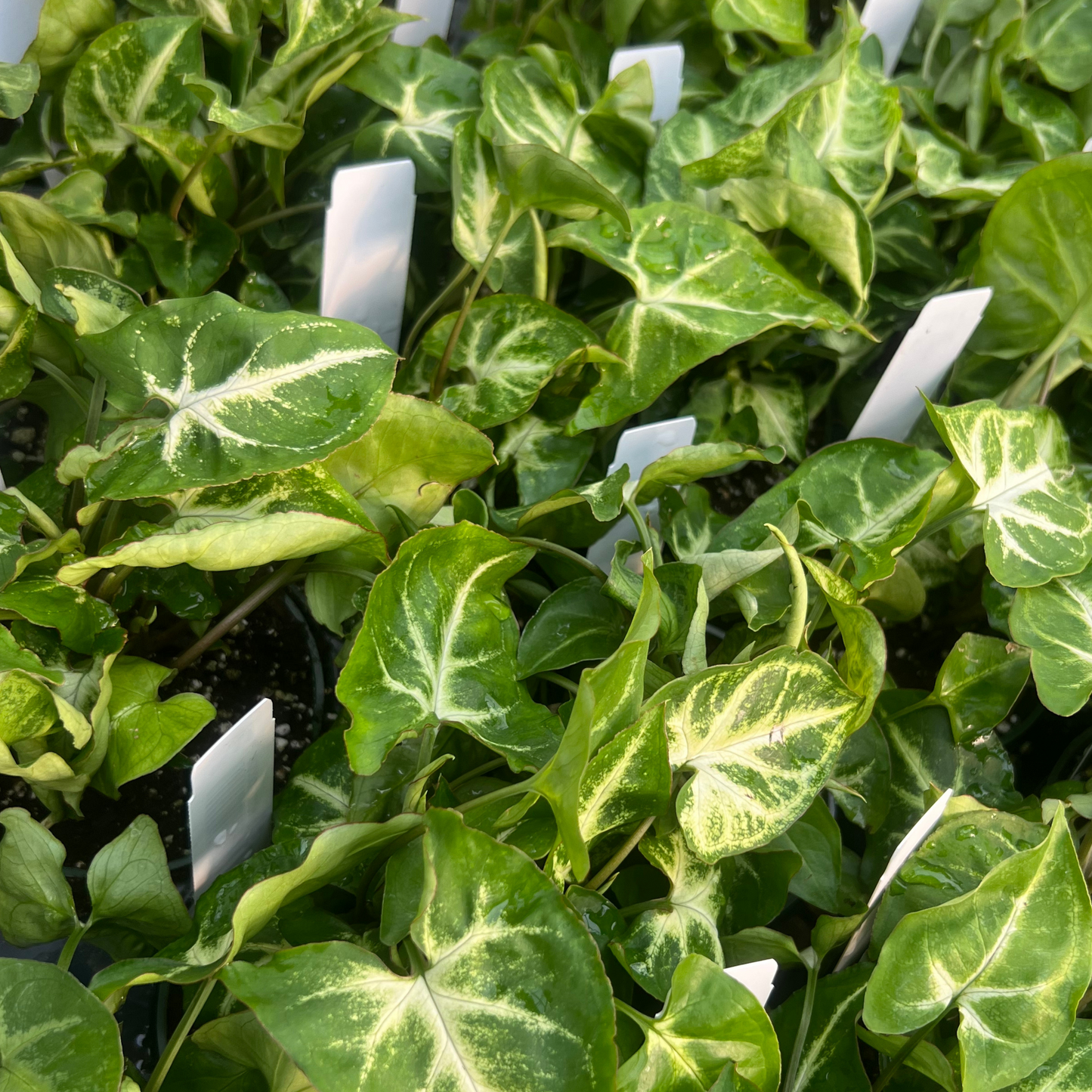 Syngonium Robusta