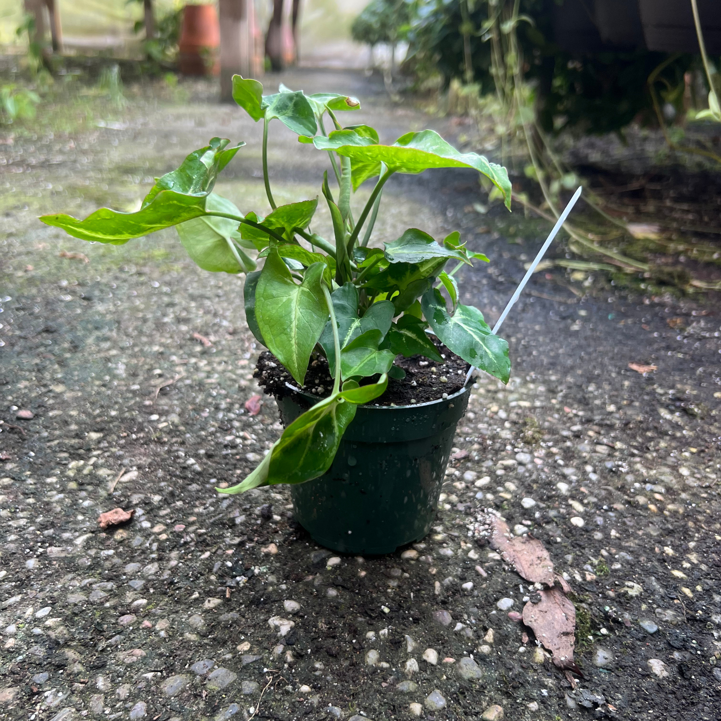 Syngonium Robusta