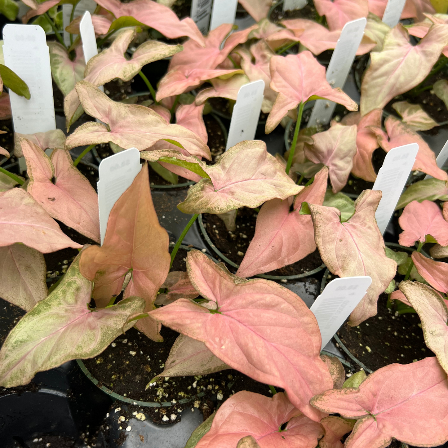 Syngonium Pink Perfection