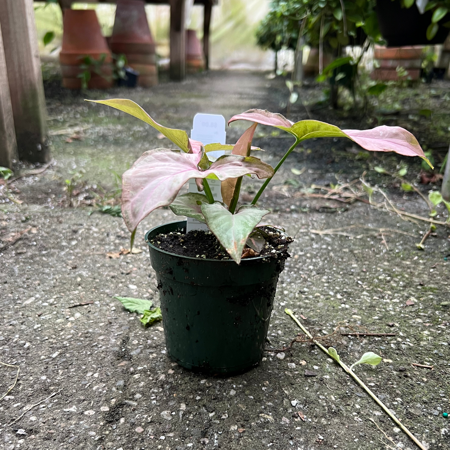 Syngonium Pink Perfection