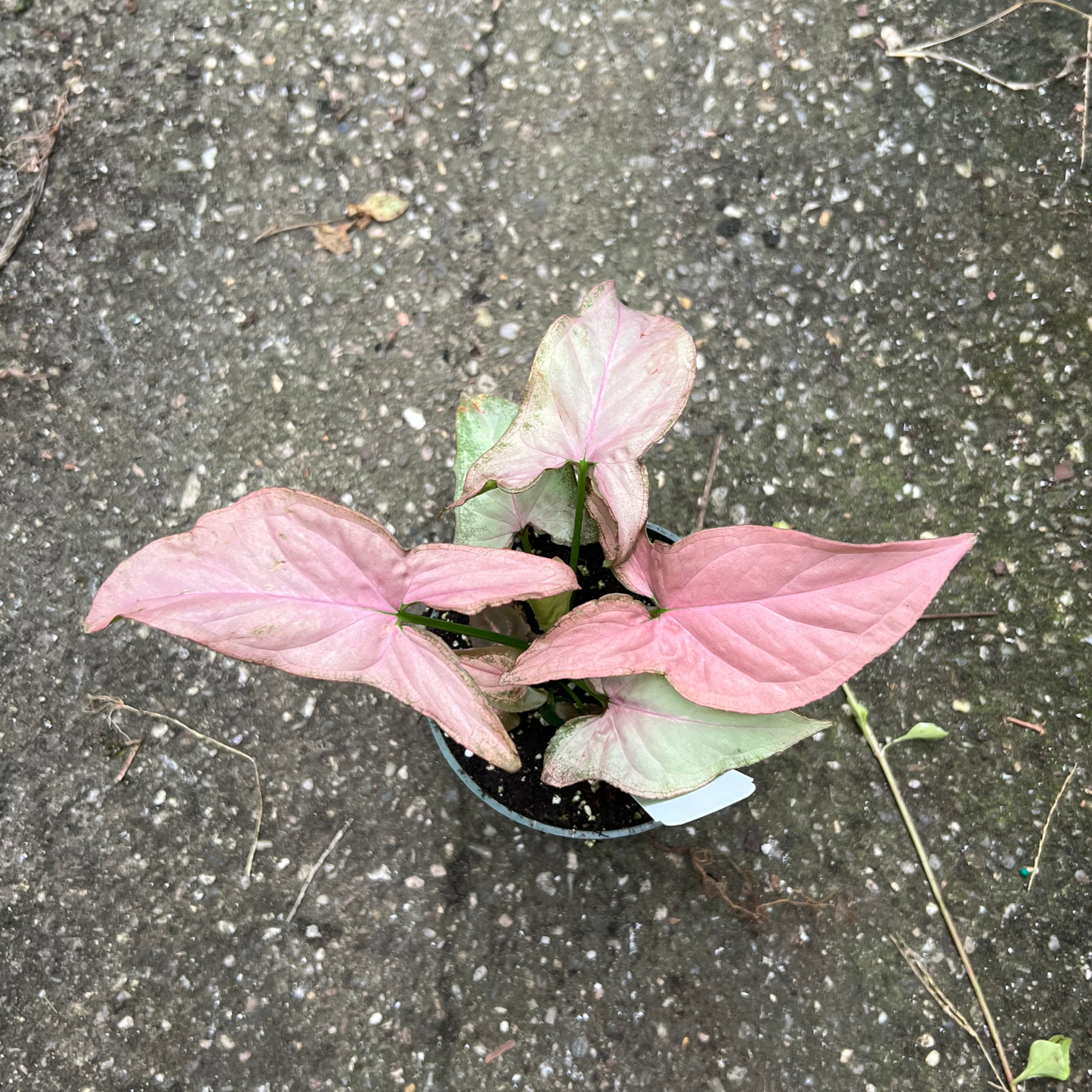 Syngonium Pink Perfection