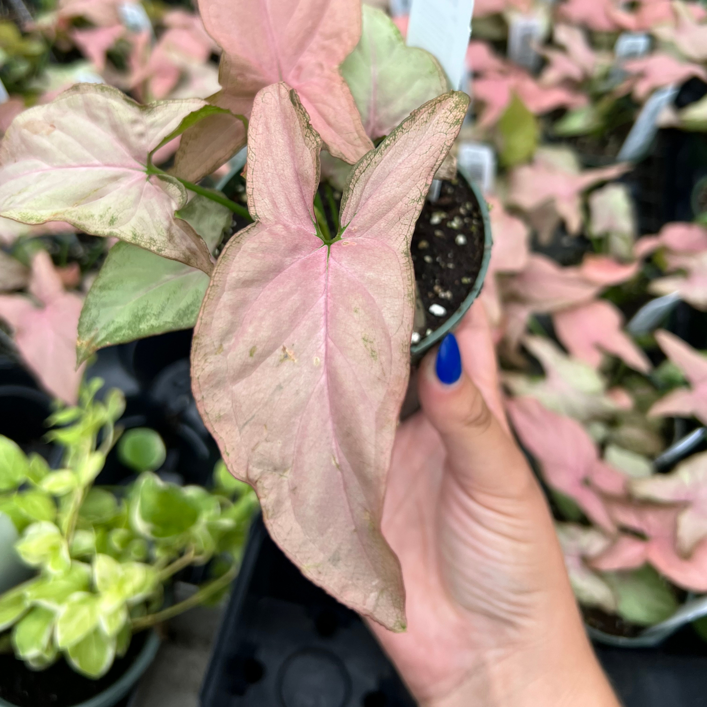 Syngonium Pink Perfection