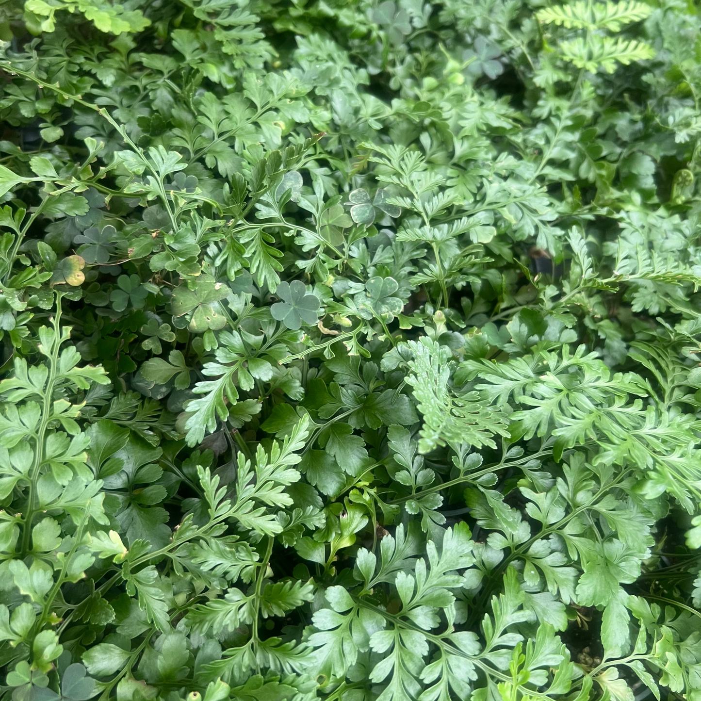 Austral Gem Fern