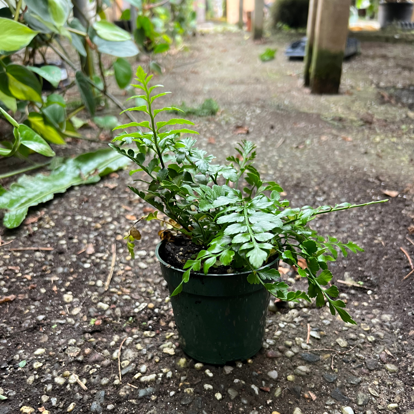 Austral Gem Fern