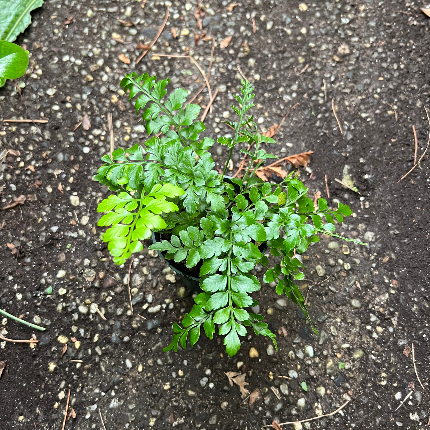 Austral Gem Fern