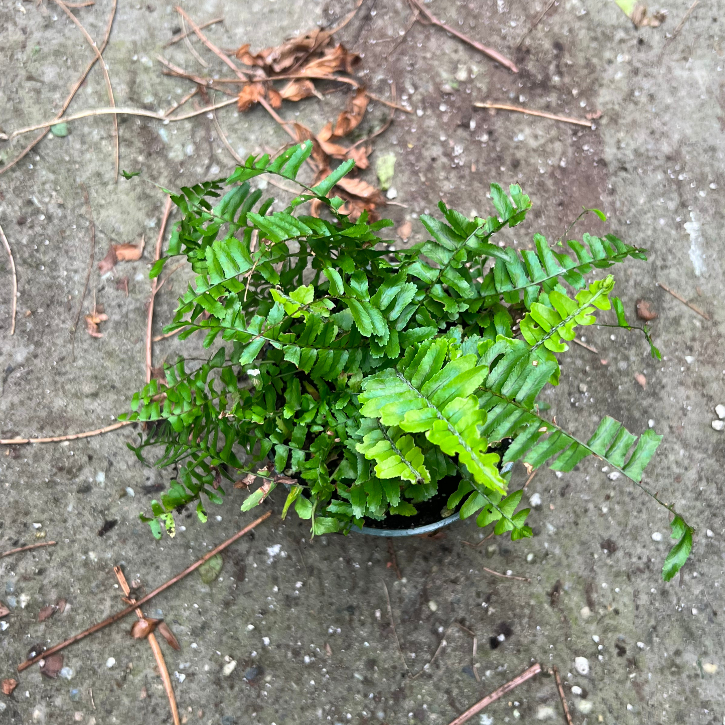 Kimberly Queen Fern