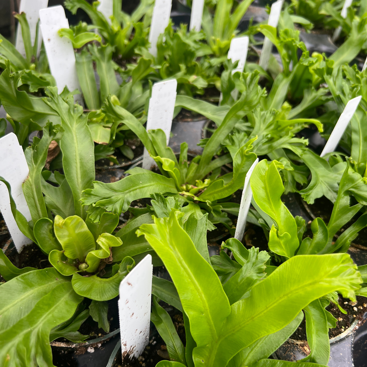 Birdnest 'Leslie' Fern