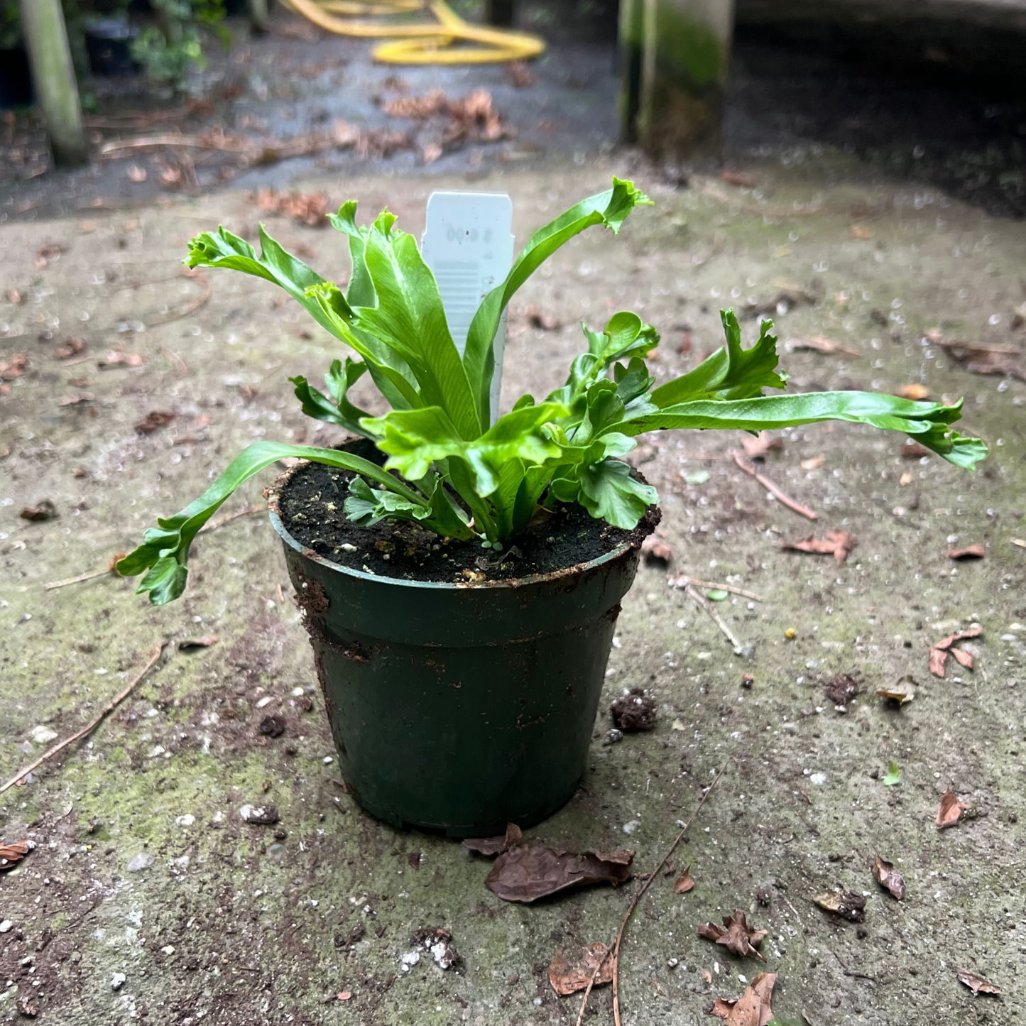 Birdnest 'Leslie' Fern