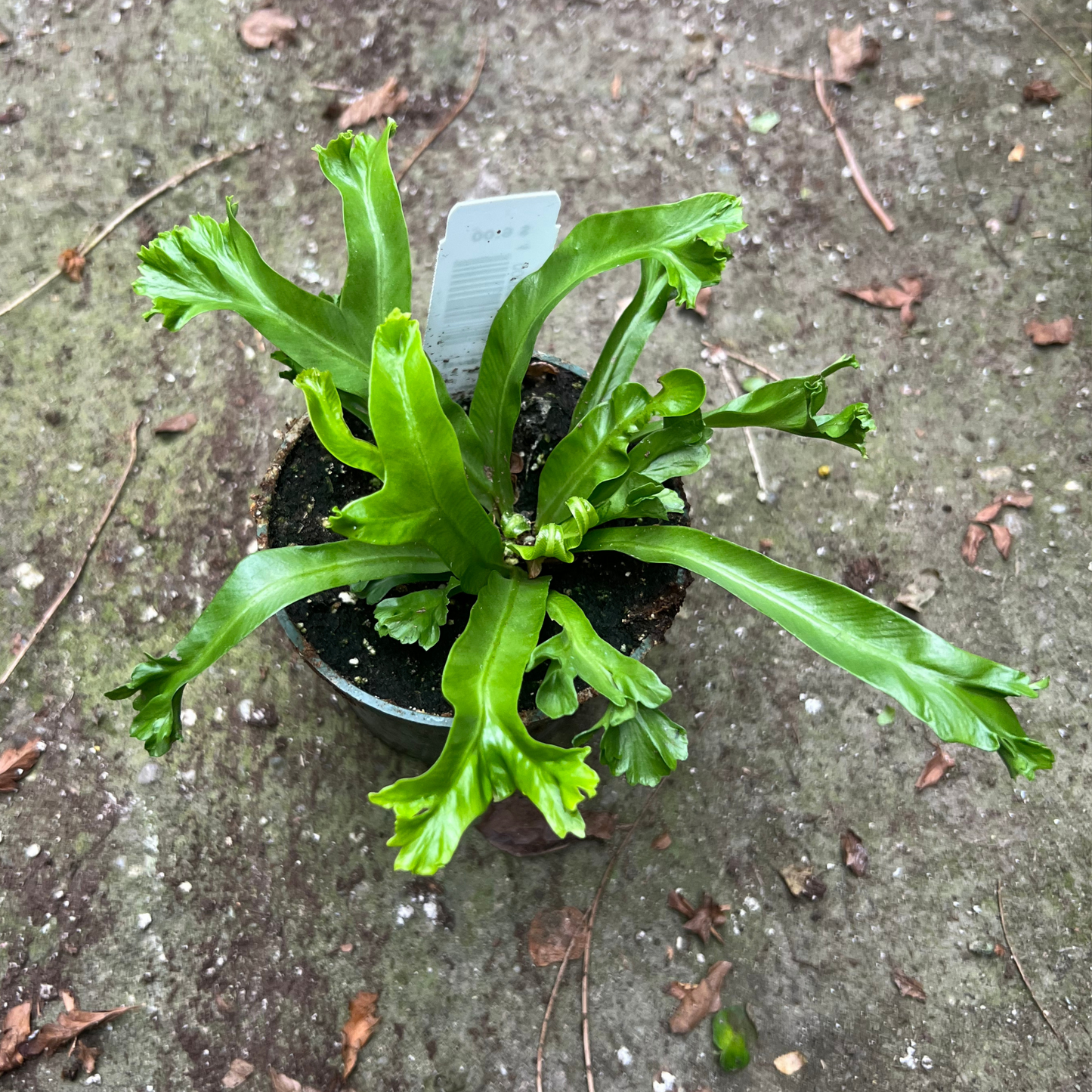 Birdnest 'Leslie' Fern