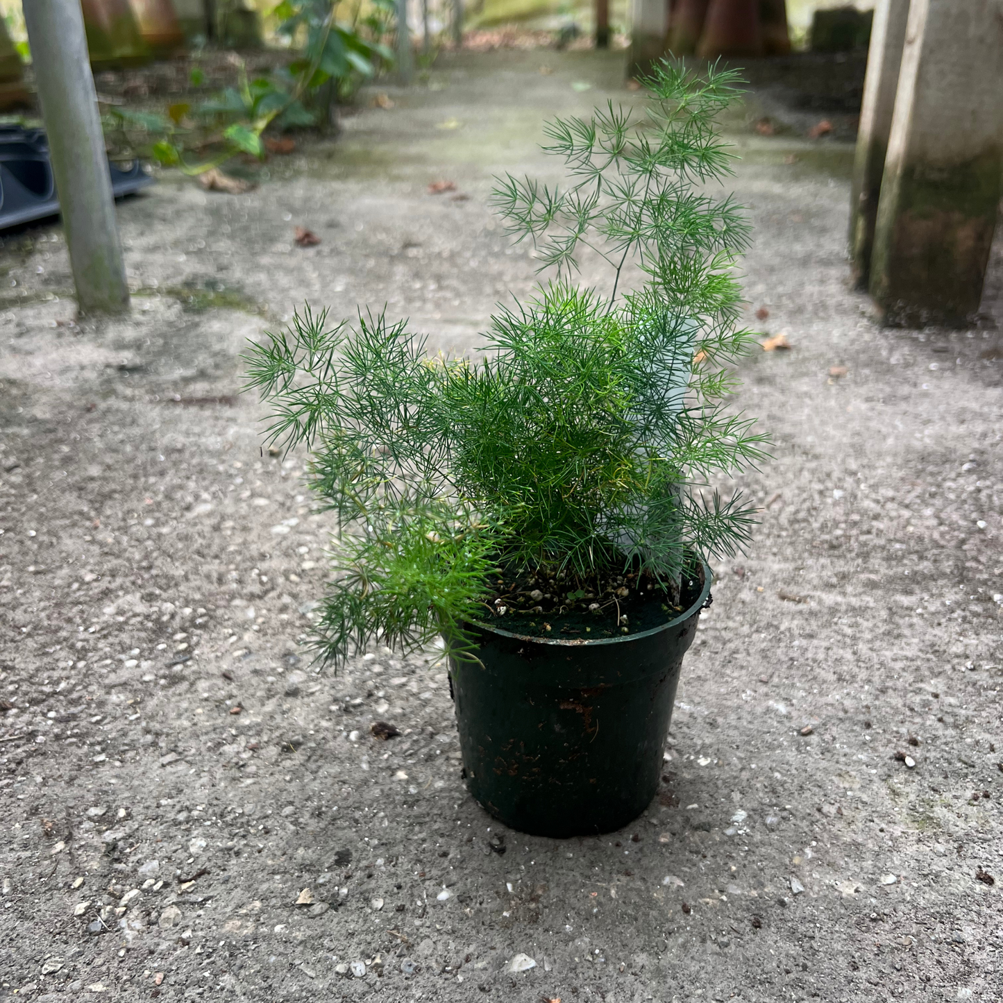 Asparagus 'Cwebe' Fern